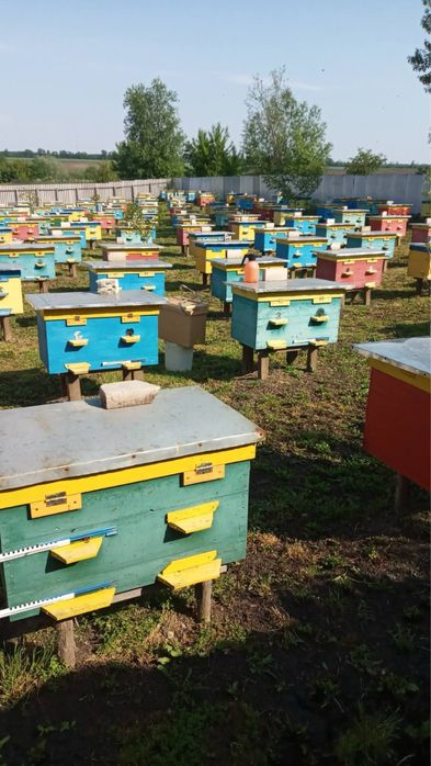Продам бджолопакети, бджолосімї