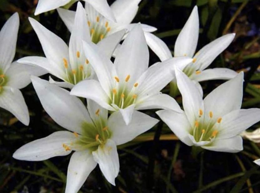 Зефирантес белый