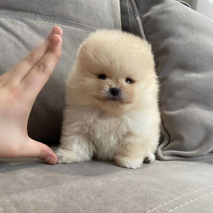 excelente Pomerânia macho