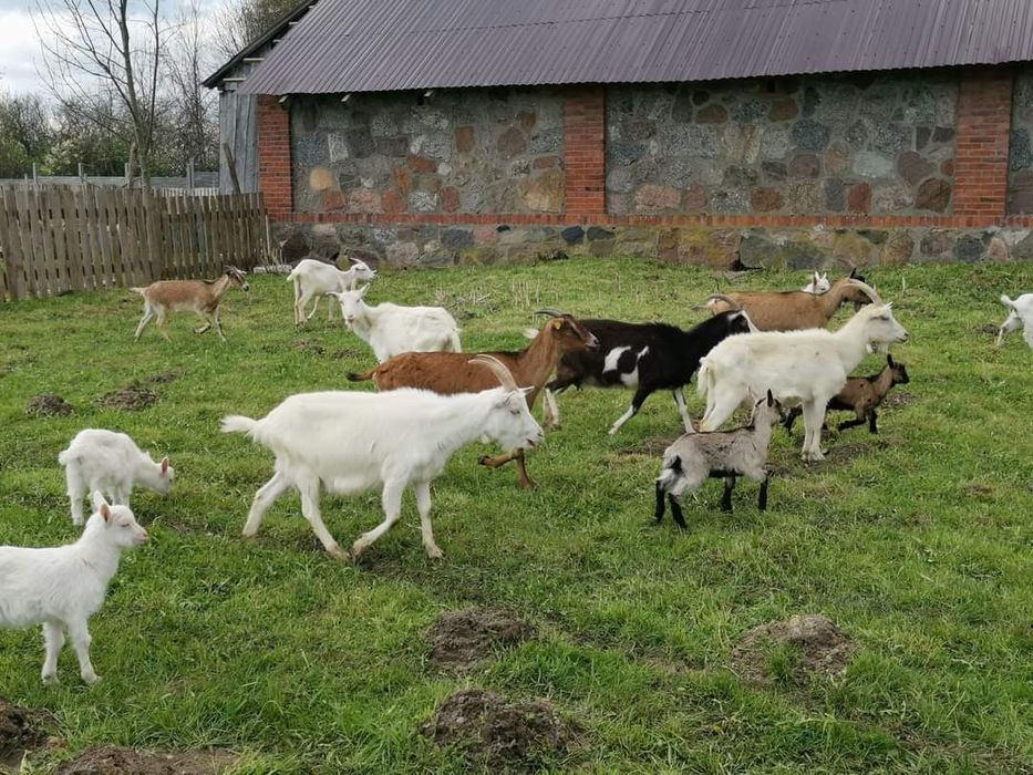 Kozie ekologiczne mleko oraz kozie sery, serwatka, jaja kurze.