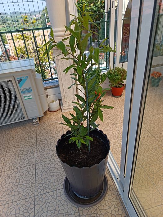 Vendo esta Planta que é um loureiro