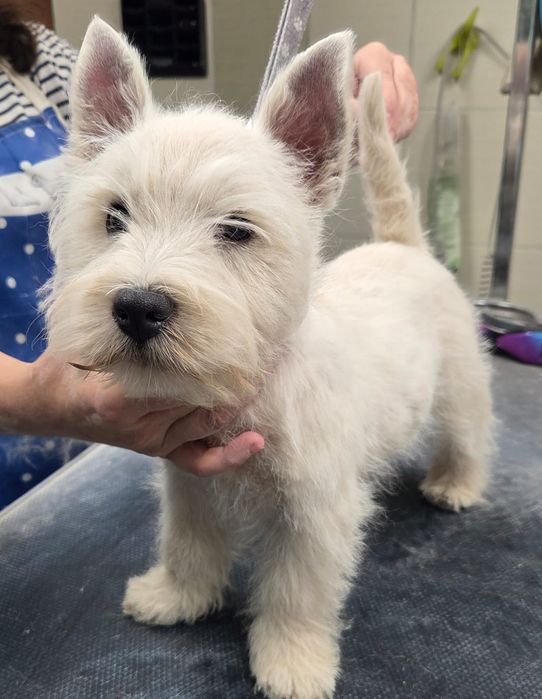 West Highland White Terrier - pies -  po championie - ZKwP (FCI)