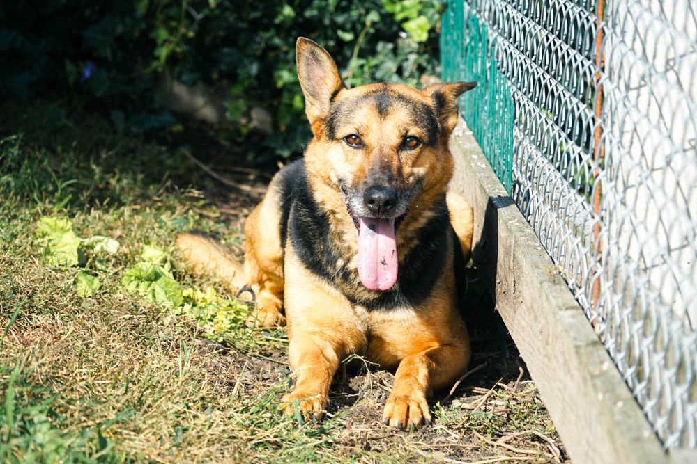 PINIA - suczka w typie owczarek niemiecki Łódź Bałuty • OLX.pl