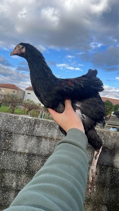 Filhos Indio Gigante com botadeira