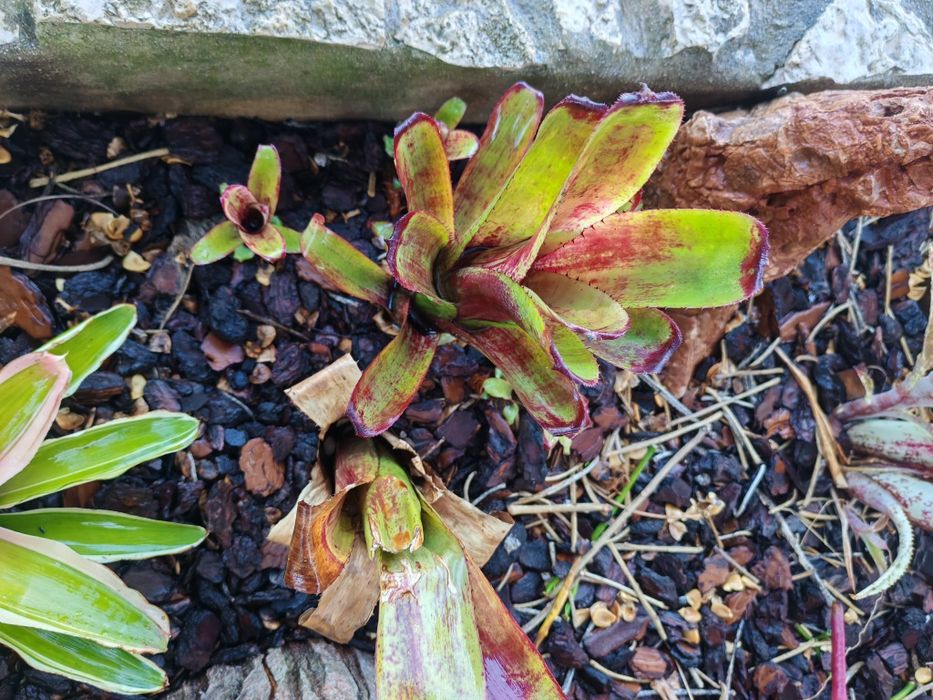Váriadade de bromelias