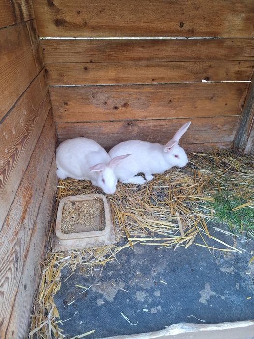 Termondzki Biały samica i małe typowo mięsna rasa