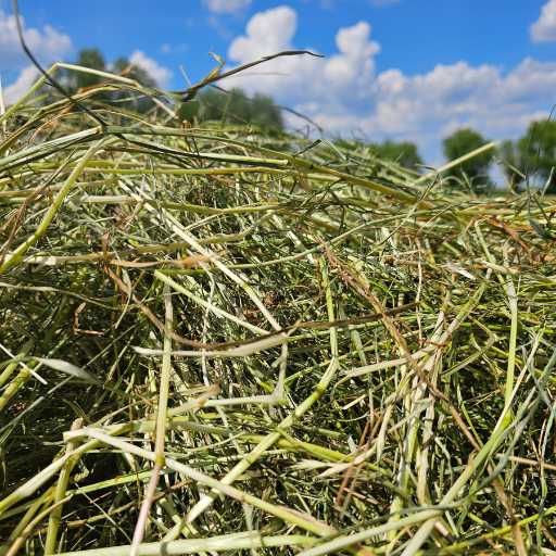 Siano łąkowe dla królika 4kg bez kurzu | świeże | króliki jedzą chętniej