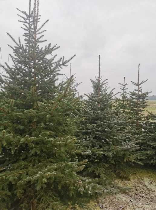 Choinki Cięte Przy Kliencie