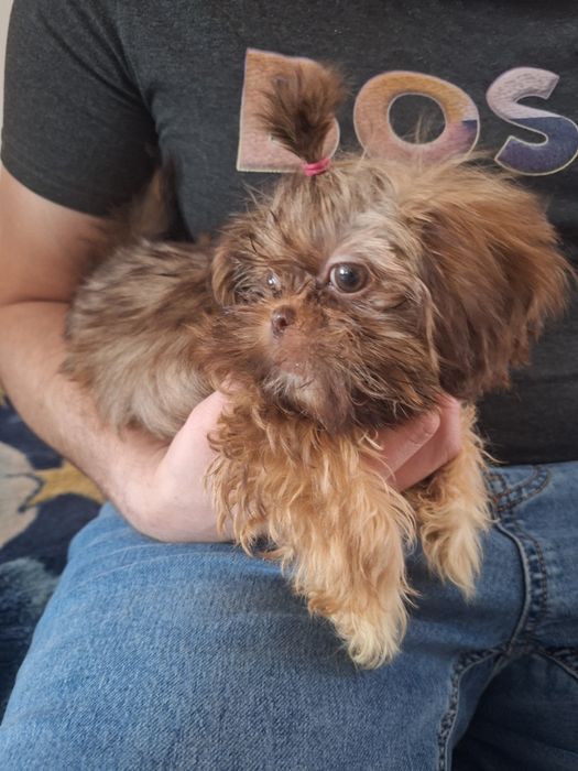 Mini dziewczynka Shih tzu Gabisia/ domowa hodowla