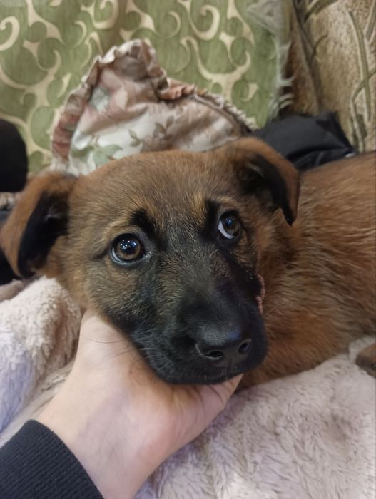 Цуценя шукає дім!!