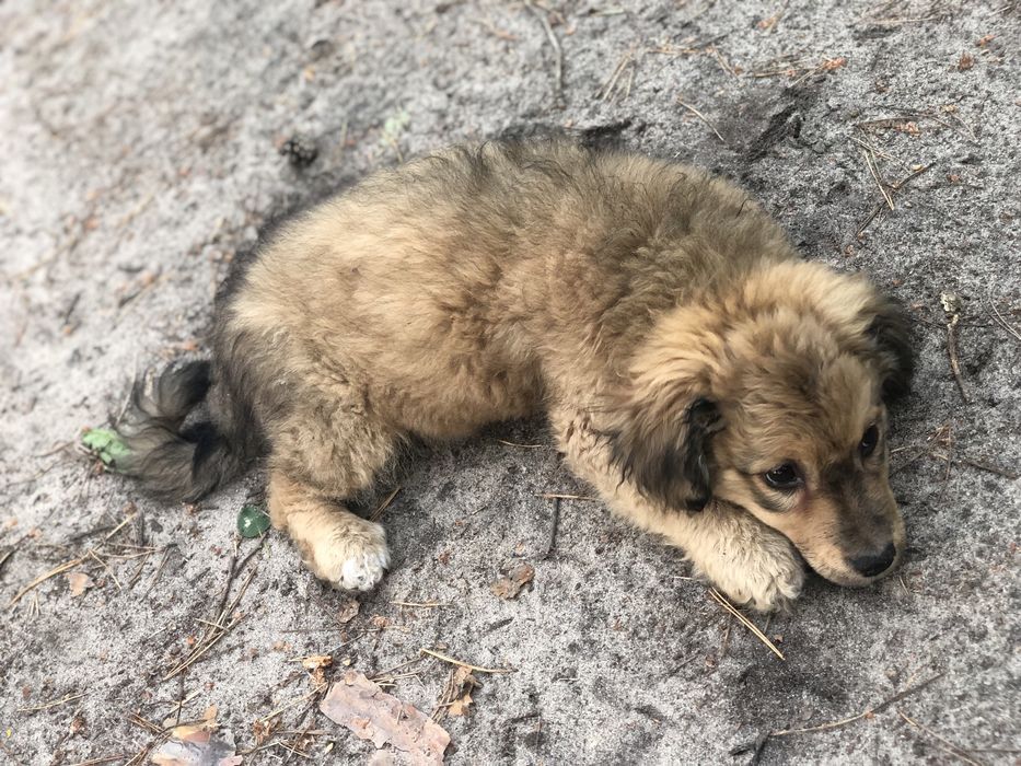 Дівчинка в пошуку родини