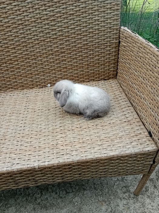 Samczyk mini lop