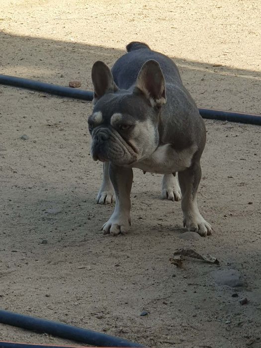 Buldog francuski suczka urocza