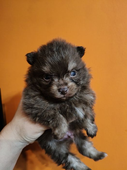 Lulu da Pomerânia linhagem Russa