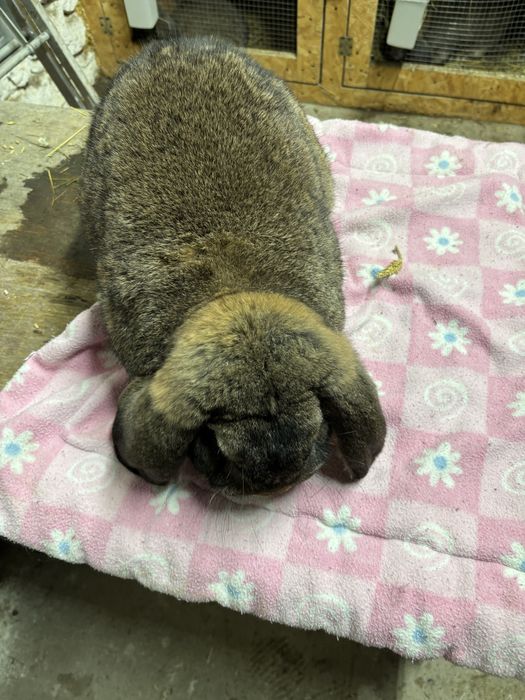 Kroliki samce baran francuski