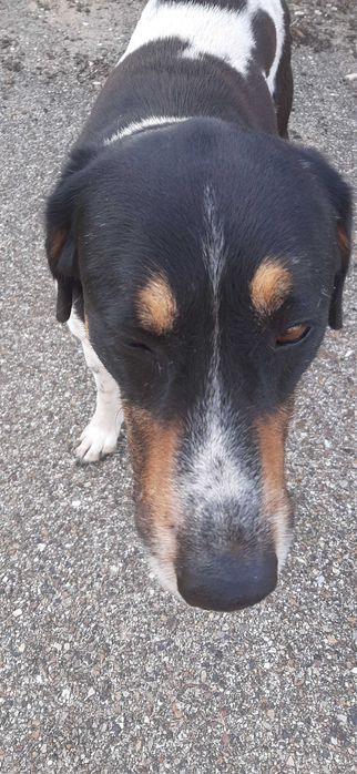 cão para adopção consciente