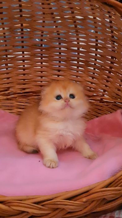 Сладкая булочка золотая шиншилла