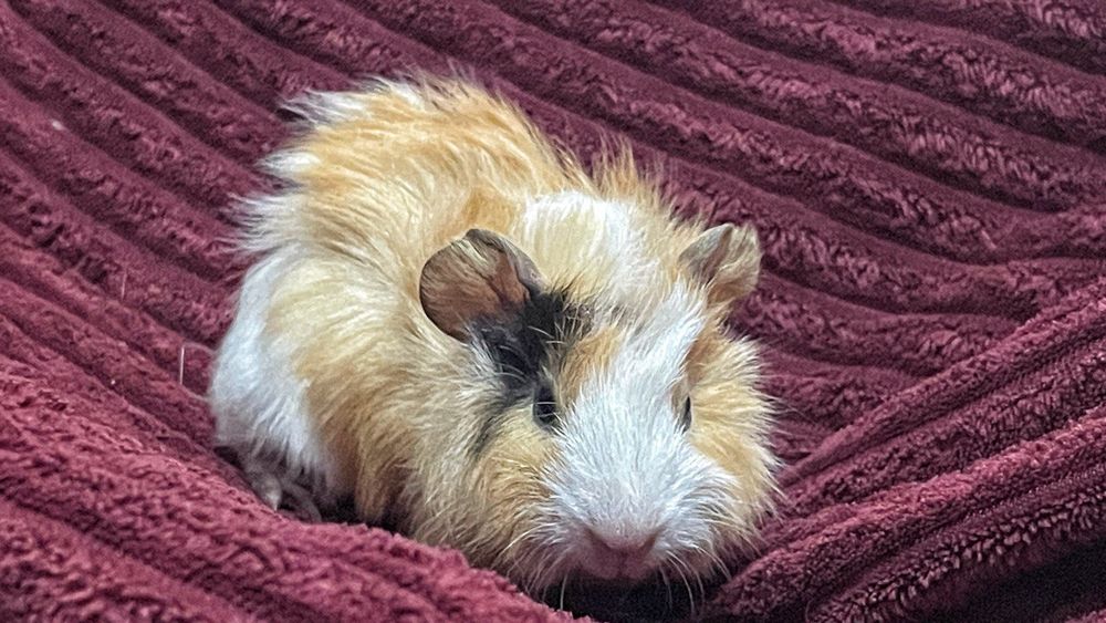 Морська свинка Розетка