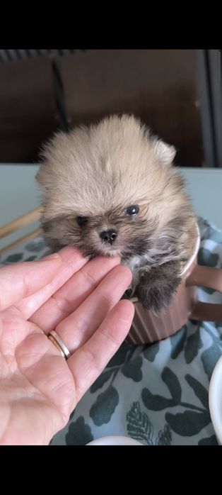 Spitz Anão.Lulu da Pomerânia.  Coreano.Super Mini Lop e Afixo.Perfeito