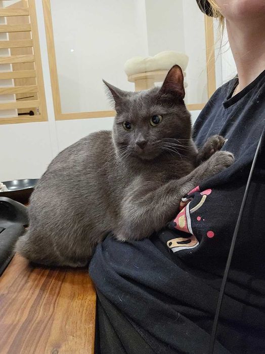 Kotka bez ogonka do odpowiedzialnej adopcji