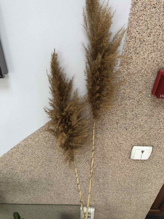 Продам очерет декор