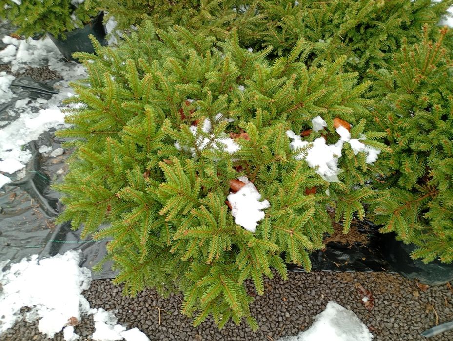 Świerki CONICA i gniazdkowe