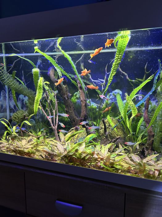 Akwarium 200 litrów  z życiem