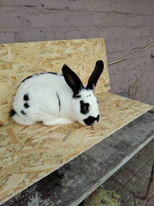 Кролики живі та тушки