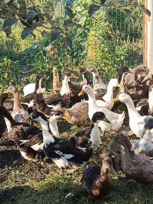 Продам уток «Башкирка»