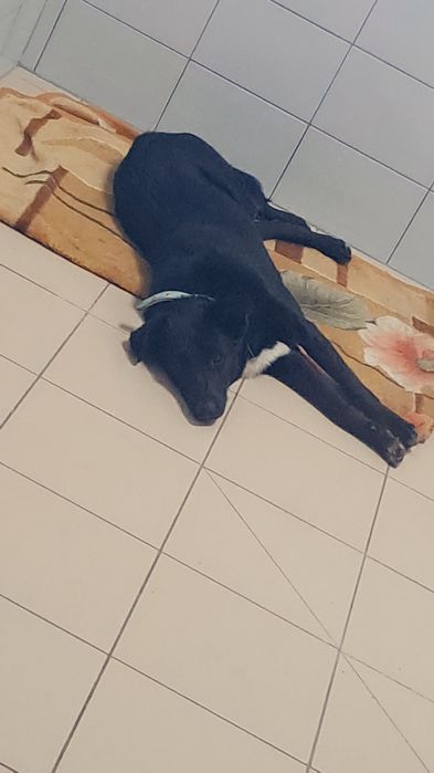 Fajna suczka o imieniu Sławka czeka