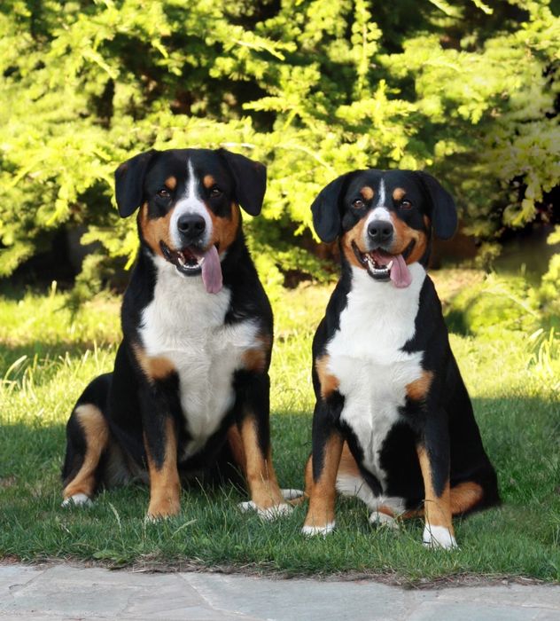 Ентлебухер зенненхунд Olymp! Майбутній чемпіон! Fci entlebucher
