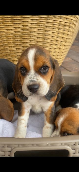 Beagle tricolir z rofowodem-wybitne!