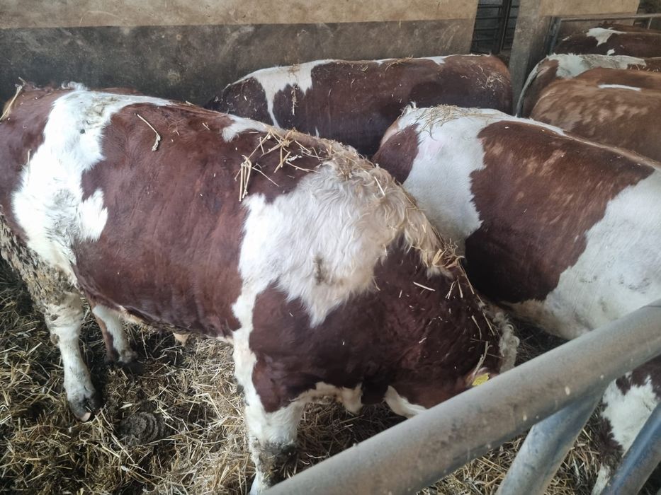 Bydło Byki MM Rzeźne