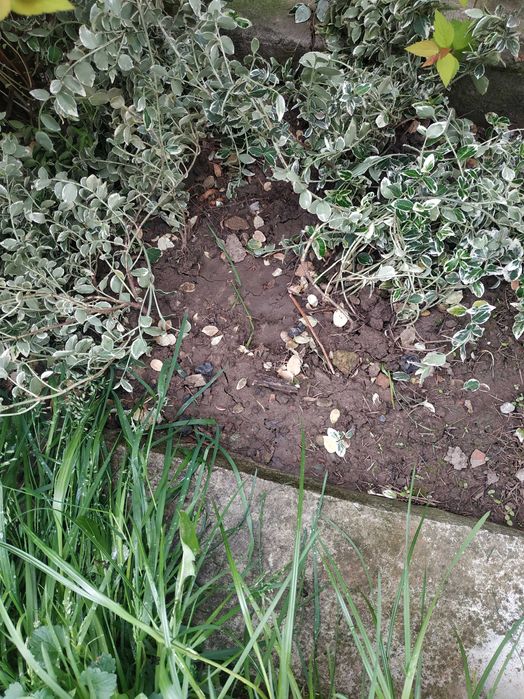 Квіти Седум (Очиток) кущ Бересклет