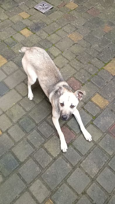 Стерилізована собачка (дівчинка), песик у добрі руки