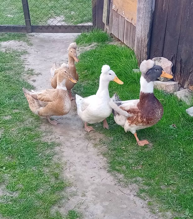 Jajka lęgowe od kaczek z pąponami