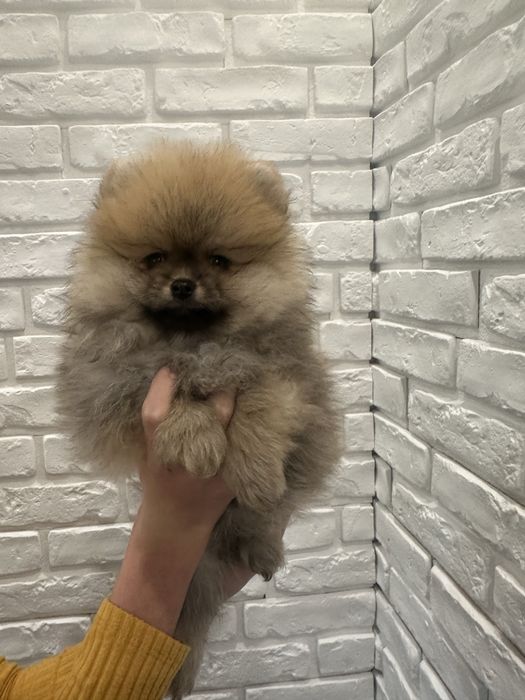 Pomeranian  szpic miniaturowy  FCI