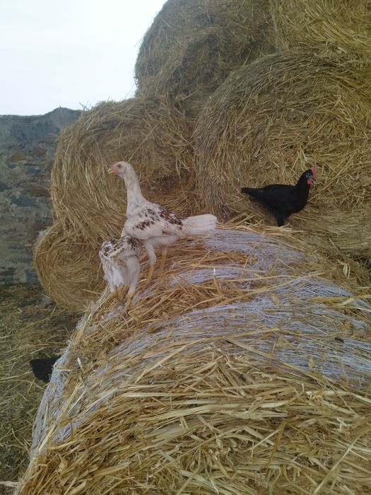 Aves de raças variadas