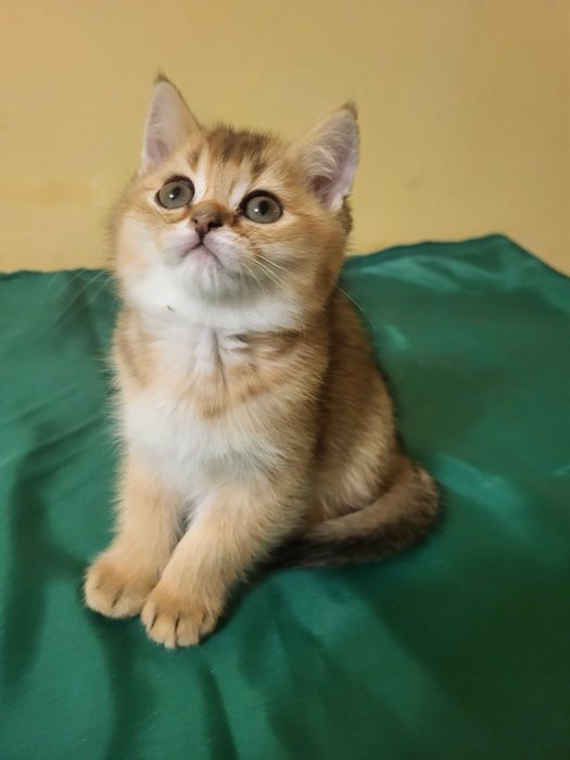 Хлопчик золота шиншилла.