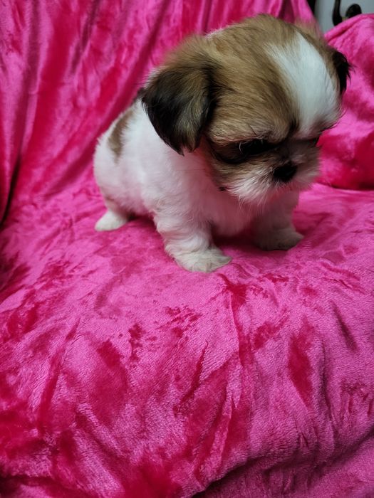 Excelente fêmea pequenina