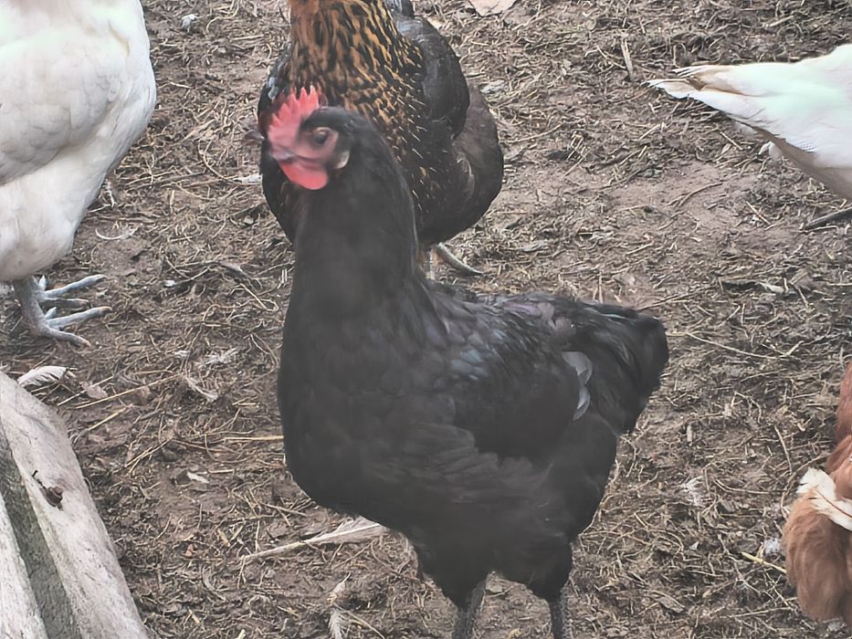 Koguty Australorp białe i czarne