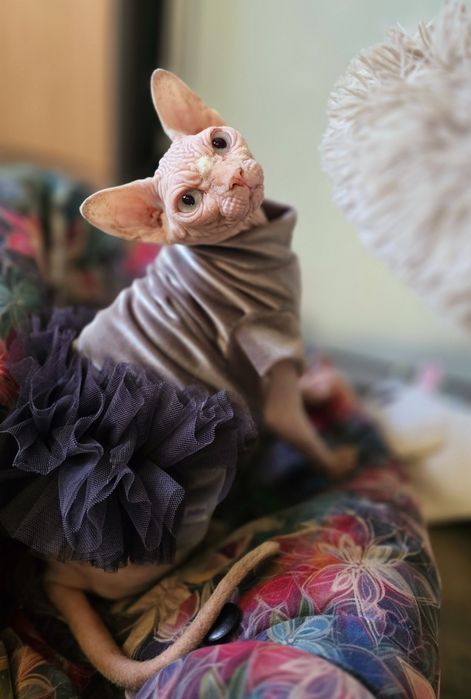 Kotka Sfinks Kanadyjski