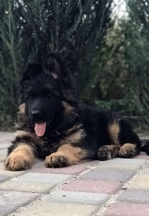 Продам щенят німецької вівчарки