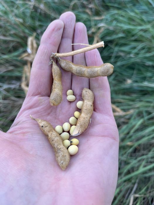 УРОЖАЙНИЙ сорт сої DREM.під раундап