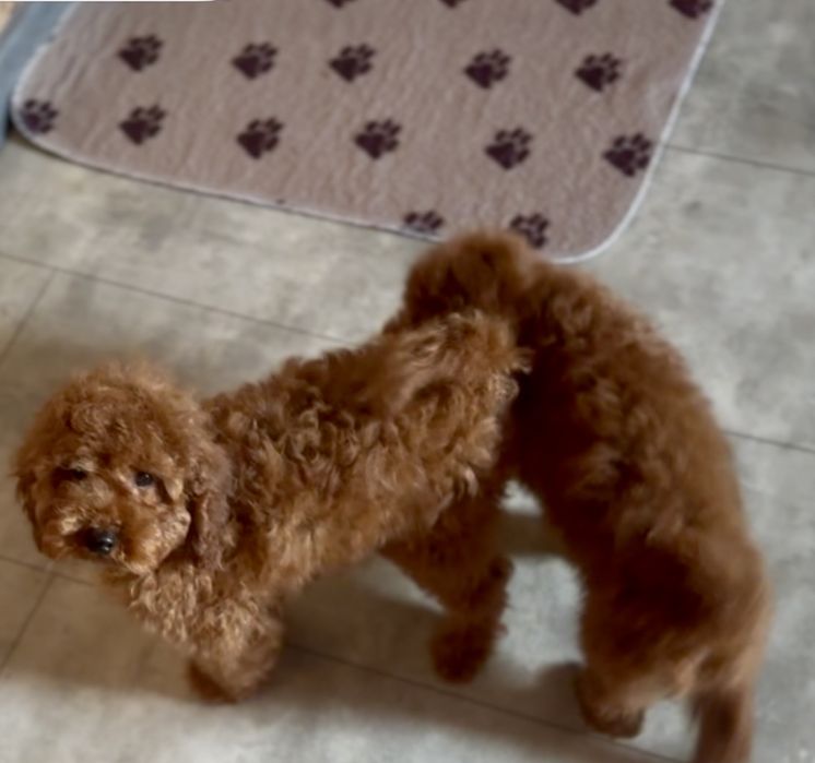 Редбраун той пудель хлопчики
