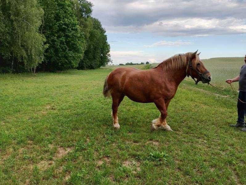 Sprzedam kobyłę