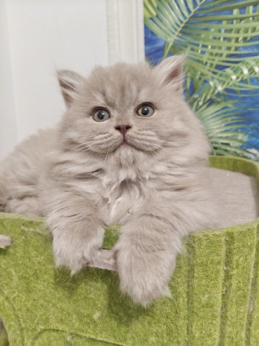 Macho British Longhair  Lilac