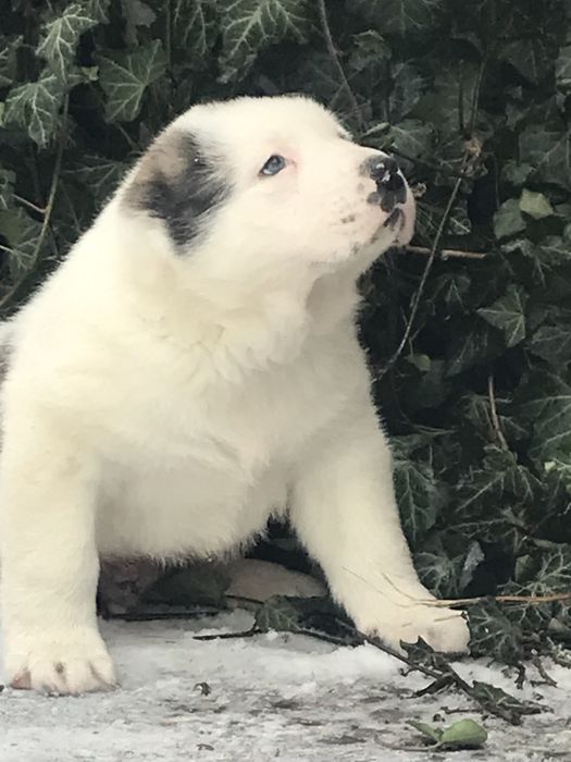 Продаж собаки/щенята алабай