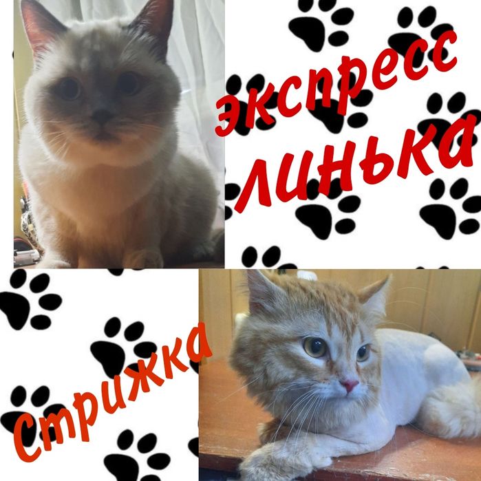 Грумер.стрижка животных.кроликов.груминг.услуги для животных вычёсыван