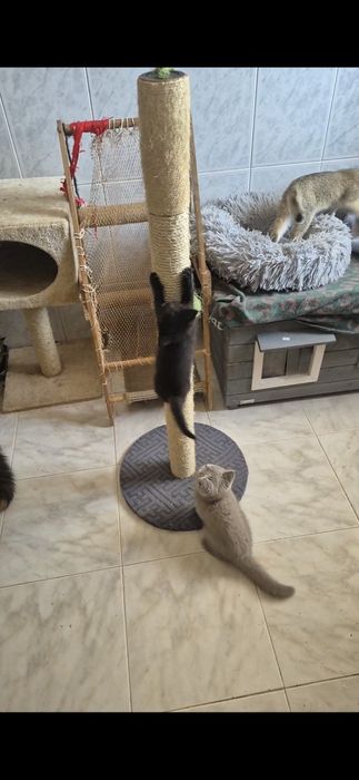 Scottish macho straigth preto